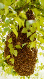 Bienen Schwarm